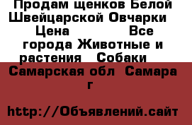 Продам щенков Белой Швейцарской Овчарки  › Цена ­ 20 000 - Все города Животные и растения » Собаки   . Самарская обл.,Самара г.
